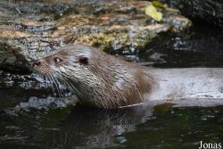 Otter-Zentrum Hankensbüttel