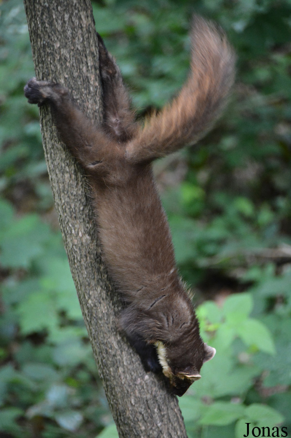 Otter-Zentrum Hankensbüttel
