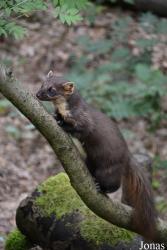 Otter-Zentrum Hankensbüttel