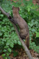 Otter-Zentrum Hankensbüttel