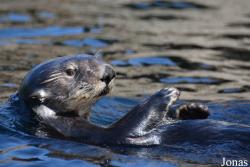New York Aquarium