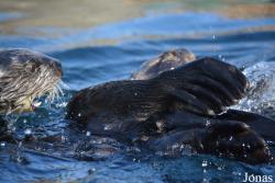New York Aquarium