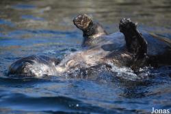 New York Aquarium