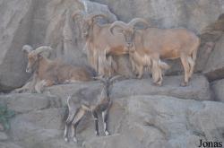San Diego Zoo Safari Park
