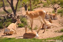 San Diego Zoo Safari Park