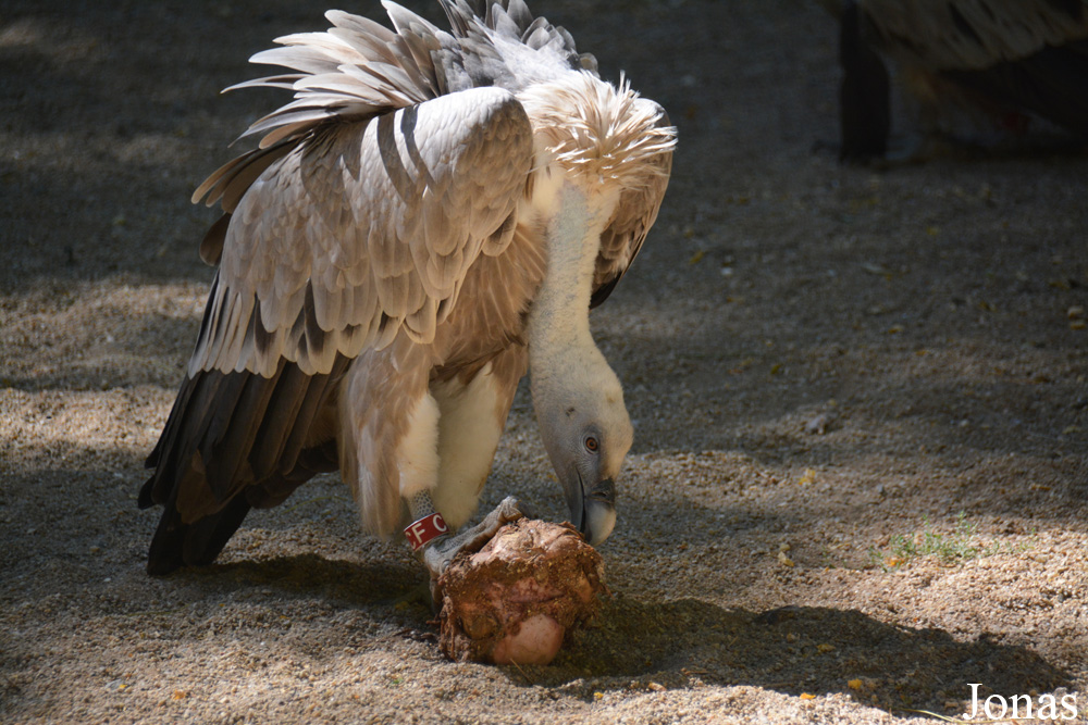 Bioparc de Doué la Fontaine