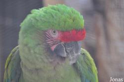 The Living Desert