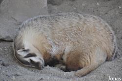 The Living Desert