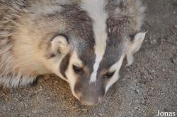 The Living Desert