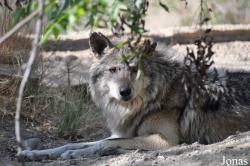 The Living Desert