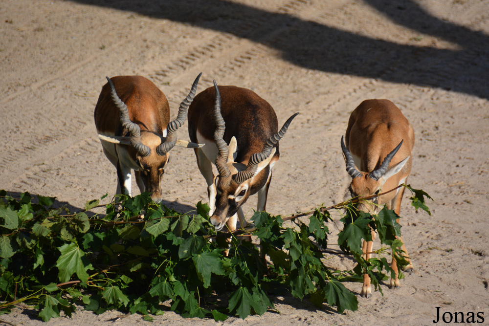 Zoo Zürich