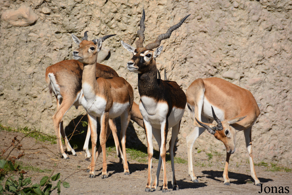 Zoo Zürich