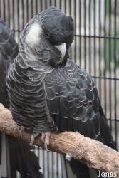 Belfast Zoological Gardens