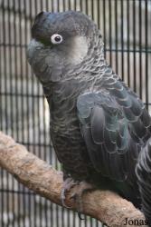 Belfast Zoological Gardens