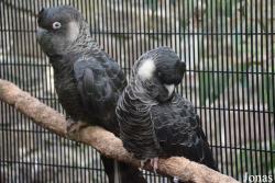 Belfast Zoological Gardens