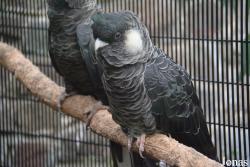 Belfast Zoological Gardens