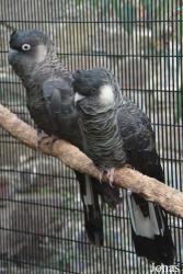 Belfast Zoological Gardens