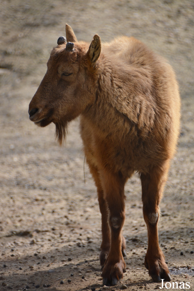 Ménagerie, le Zoo du Jardin des Plantes