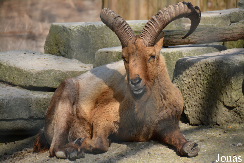Ménagerie, le Zoo du Jardin des Plantes