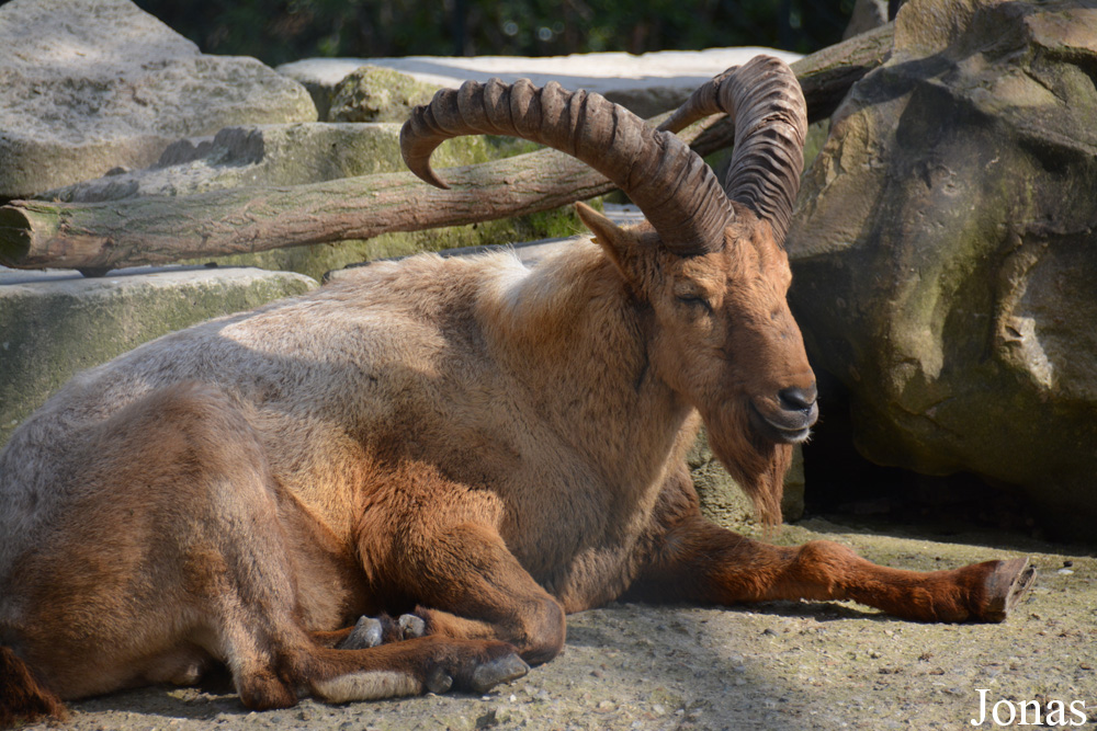 Ménagerie, le Zoo du Jardin des Plantes