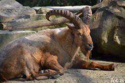 Ménagerie, le Zoo du Jardin des Plantes