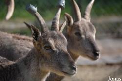 Ménagerie, le Zoo du Jardin des Plantes