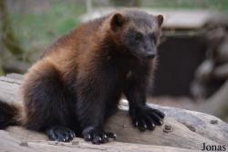 Parc Animalier de Sainte-Croix