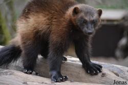 Parc Animalier de Sainte-Croix