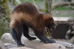 Parc Animalier de Sainte-Croix
