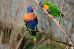 Zoo de Bordeaux-Pessac