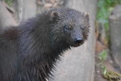 Réserve Zoologique de Calviac