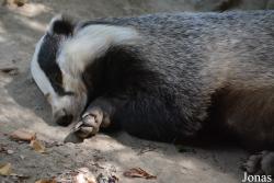 Zoo Brno