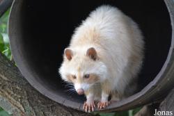 Dierenrijk