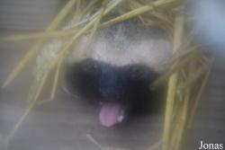 Uilen- en Dierenpark De Paay