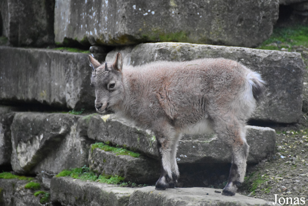 Ménagerie, le Zoo du Jardin des Plantes