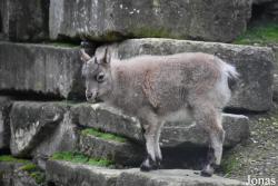 Ménagerie, le Zoo du Jardin des Plantes