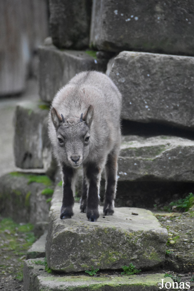 Ménagerie, le Zoo du Jardin des Plantes