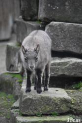 Ménagerie, le Zoo du Jardin des Plantes