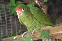 Zoobotánico Jerez