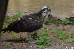 Zoobotánico Jerez