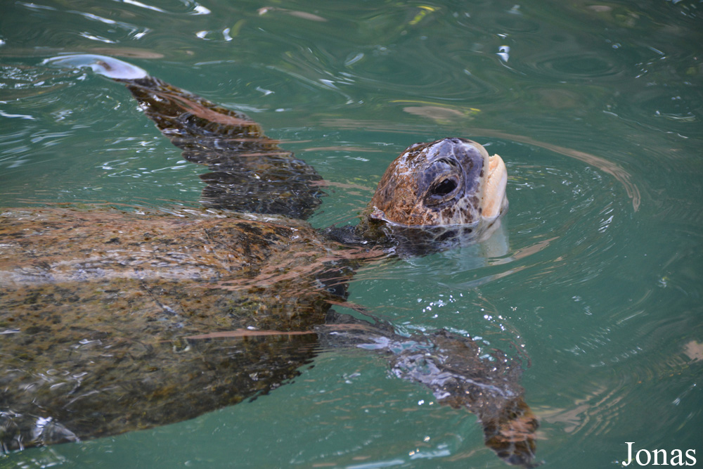 Jumeirah Al Naseem Turtle Rehabilitation Lagoon