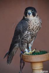Falco cherrug x sp.