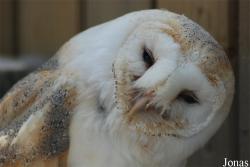 Tyto alba