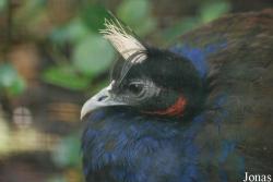 Afropavo congensis