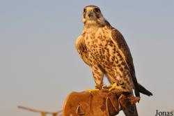 Falco cherrug x rusticolus