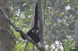Dao Tien Endangered Primate Species Centre