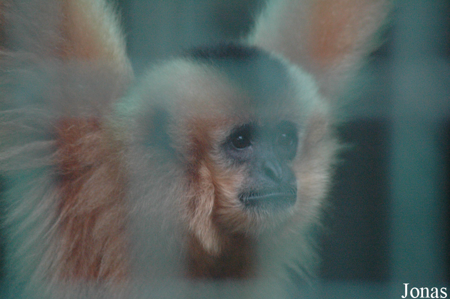 Chengdu Zoo