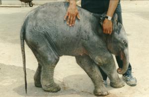 Jeune éléphant asiatique né à Alger
