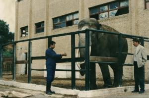 Mouti, éléphant asiatique reproducteur