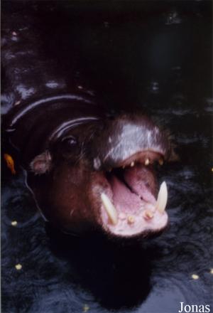 Hippopotame nain (Choeropsis liberiensis)